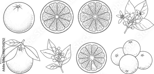 Hand drawn orange citrus fruit set with blossoms and leaves, vintage botanical stippling vector illustration, cad drawing flat vector illustration