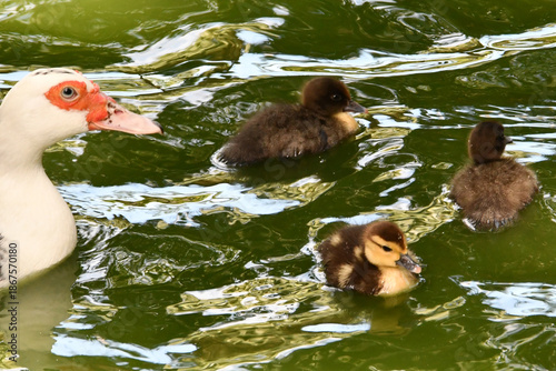 Mãe pata e filhotes no lago do Museu da República - Palácio do Catete - RJ 