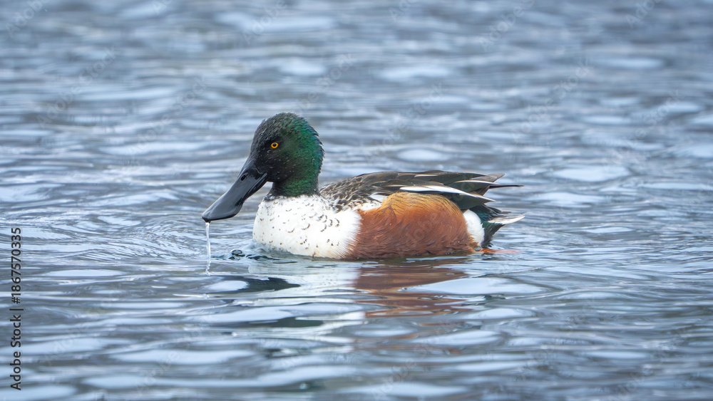 Fototapeta premium Northern Shoveler
