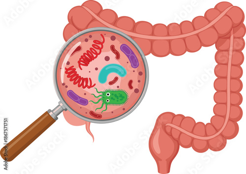 Human intestine with gut microbiome vector illustration showing digestive system bacteria health and medical science concept