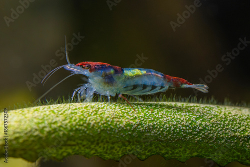 A small, multicolored freshwater shrimp Red Rili Shrimp (Neocaridina davidi) traverses a textured green leaf. Close-up macro highlights delicate legs, long antennae, and intricate patterning