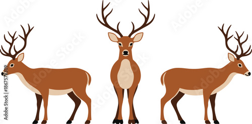 Deer vector illustration set showing stag with antlers in standing and walking poses wildlife nature isolated