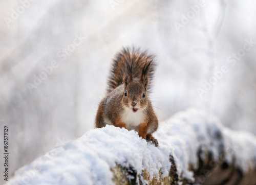 cute fluffy squirrel on a tree trunk looking curiously in a snowy winter park