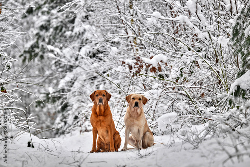 two labrador retrievers in the snow