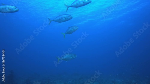 Wallpaper Mural Blue Sea Water and Tropical Fish. Tropical underwater sea fish. Colourful tropical coral reef. Scene reef. Marine life sea world. Underwater fish reef marine. Torontodigital.ca