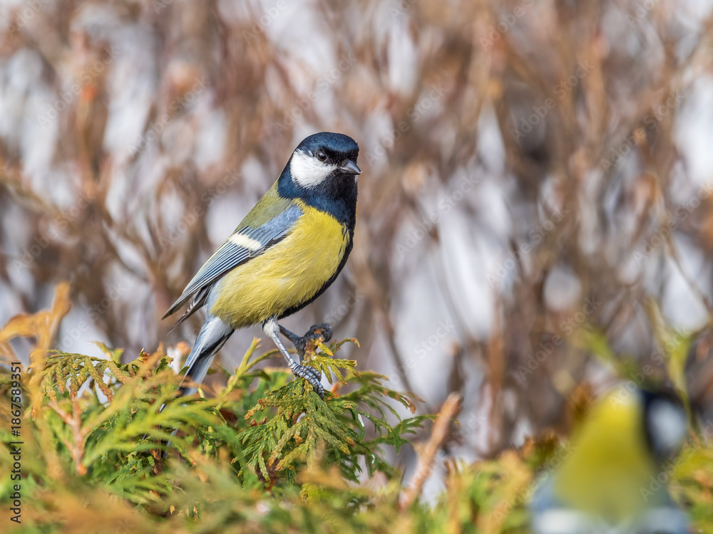 Obraz premium Cute bird Great tit, songbird sitting on the fir branch