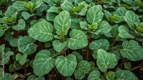 Wallpaper Mural Healthy young plants with large green leaves in soil. Torontodigital.ca