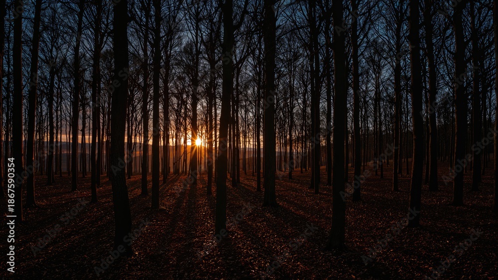 Obraz premium Sunset through bare trees in a forest with long shadows and warm light, creating a peaceful and natural scene.