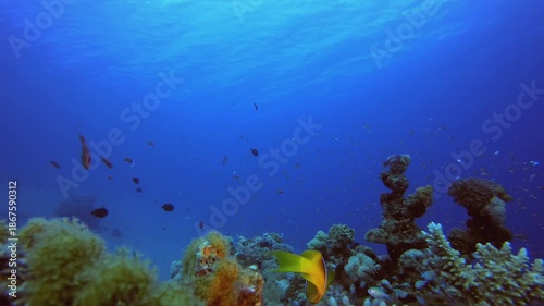 Wallpaper Mural Colourful Reef Scene. Tropical underwater sea fish. Underwater fish reef marine. Soft and hard corals. Underwater fish garden reef. Coral garden seascape. Torontodigital.ca