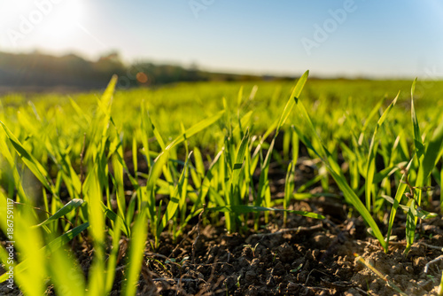 Canvas Print Green wheat sprouts stretch towards the sun in a tranquil winter field, embodyin