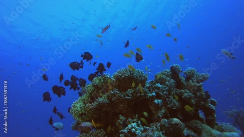Wallpaper Mural Coral Garden Fish Scene. Underwater colourful sea fish. Tropical reef marine. Corals tropical life. Coral garden seascape. Blue water background. Torontodigital.ca
