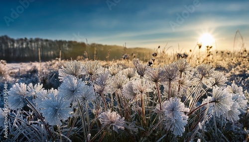 Field Of Ice Flowers