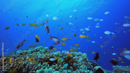 Wallpaper Mural Coral Garden Red Soft Corals. Coral garden seascape. Blue water background. Blue turquoise sea water waves. Colourful tropical coral reefs. Torontodigital.ca