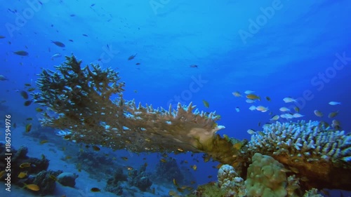 Wallpaper Mural Coral Reef and Tropical Fish Underwater. Underwater sea fish. Colourful underwater seascape. Tropical fish reef marine. Underwater sea fish. Tropical fish reef marine. Torontodigital.ca