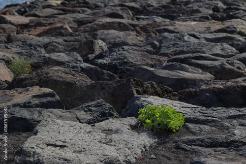 Close up panoramic view of a small green plant growing between dark volcanic rocks on a Tenerife shoreline in the Canary Islands, Spain