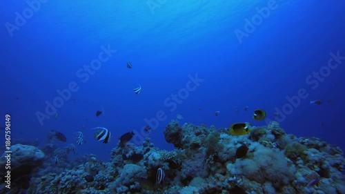 Wallpaper Mural Coral Reef Fish Underwater Life. Reef coral scene. Coral garden seascape. Colourful tropical reefs. Vibrant coral garden. Torontodigital.ca
