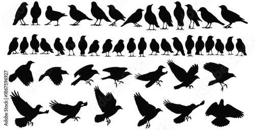Collection of detailed black bird silhouettes depicting various species standing walking and captured in dynamic flight poses against a white background