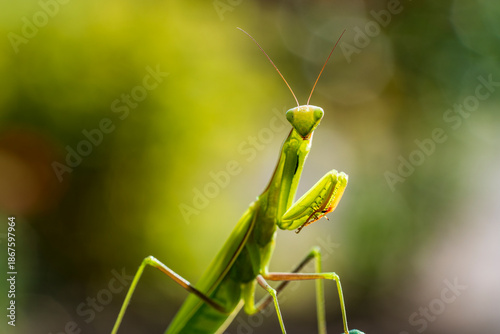 Obraz na płótnie Green praying mantis or european mantis sits in garden, closeup