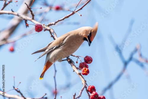 Bohemian Waxwing, Bombycilla garrulus, sitting on the bush and feeding on wild red apples in winter or early spring time.