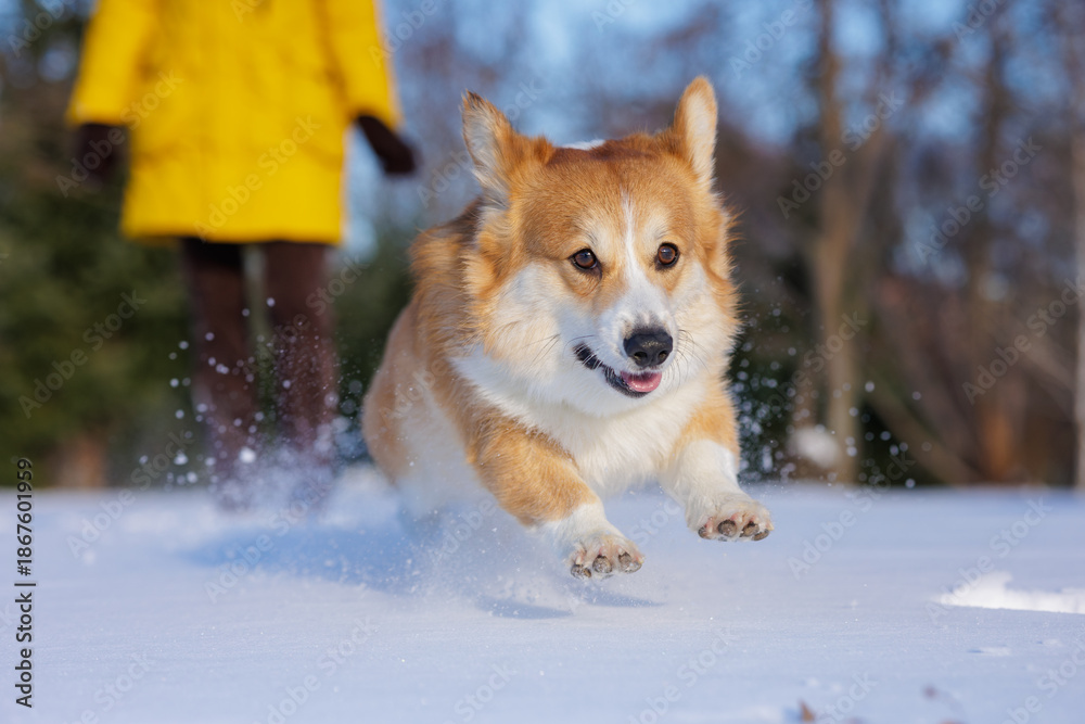Obraz premium Corgi Flying Through Snow During Winter Run with Owner in Background