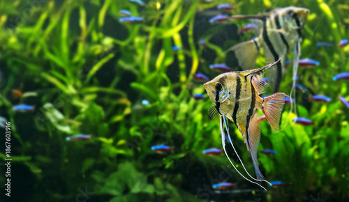 Photos Angelfish Pterophyllum scalare