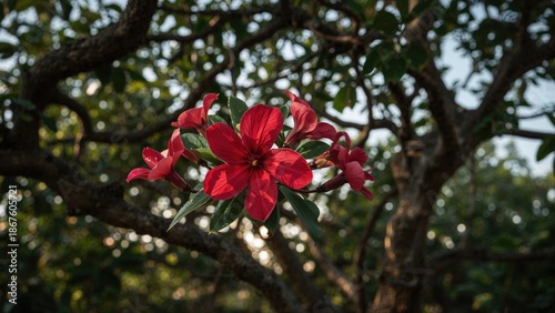 Bright red flowers on a tree branch with green leaves and a blurred background, capturing nature and floral beauty.