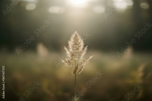 Closeup of a single grass blade in nature