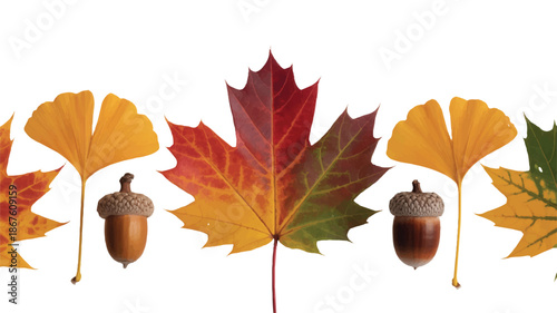 Colorful autumn leaves and acorns on white background
