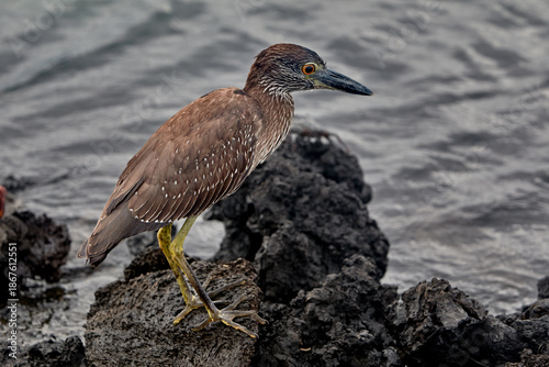 Foto The Patient Hunter of Isabela The juvenile Yellow-crowned Night Heron is a master of camouflage against the Galápagos' volcanic shores