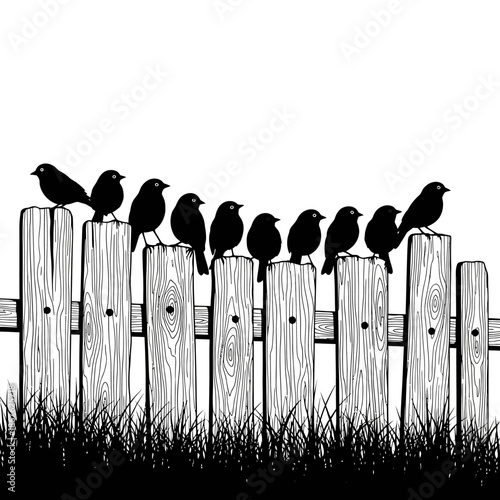 A line of birds perched on a weathered wooden fence in silhouette