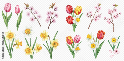 Watercolor collection of spring flowers including tulips, daffodils, and cherry blossoms on a transparent background.