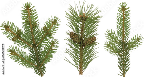 Close-up view of three pine branches with small cones against a white background.