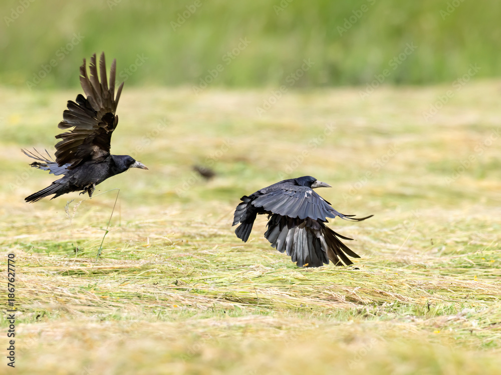 Obraz premium Rooks flying low over a cut grass field in Haczow