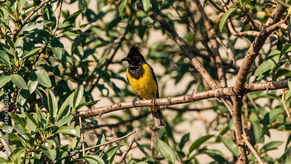 Naklejka premium Image of a black-capped yellow bird perched on a branch amidst green foliage.