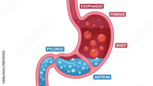 Anatomy of the Human Stomach with Labeled Parts and Contents Illustration