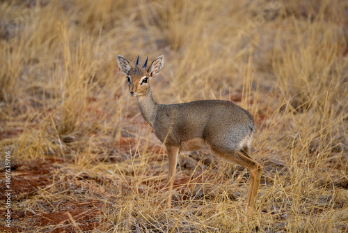 Картината върху платно Dik dik de Kirk, Madoqua kirki,