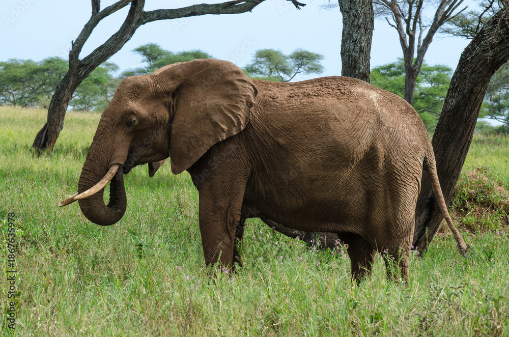 Fototapeta premium Eléphant d'Afrique
