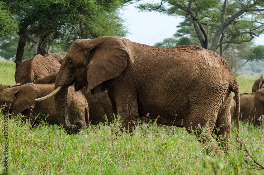 Fototapeta premium Eléphant d'Afrique