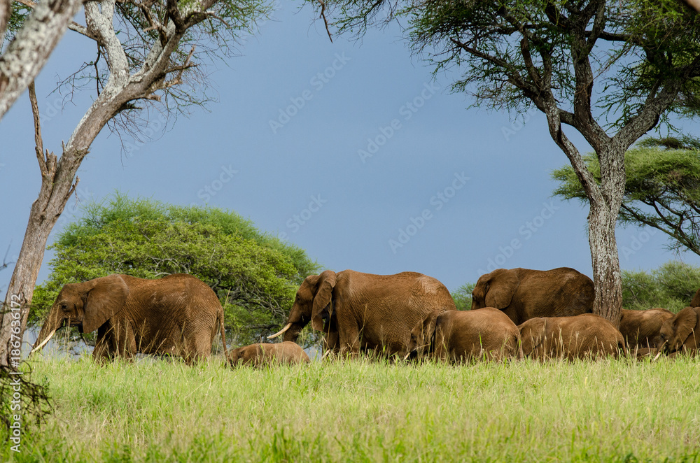 Naklejka premium Eléphant d'Afrique