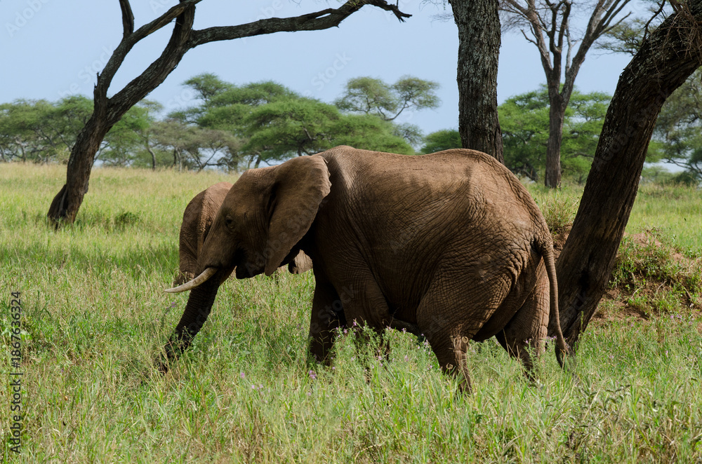 Fototapeta premium Eléphant d'Afrique