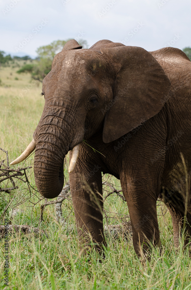Fototapeta premium Eléphant d'Afrique