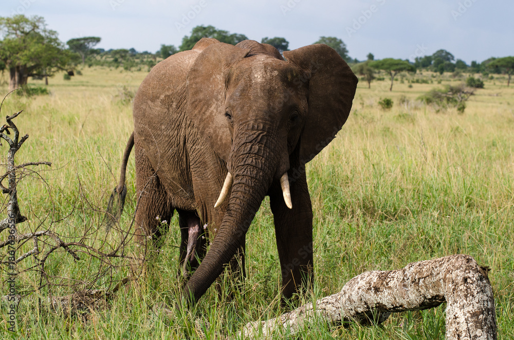 Fototapeta premium Eléphant d'Afrique