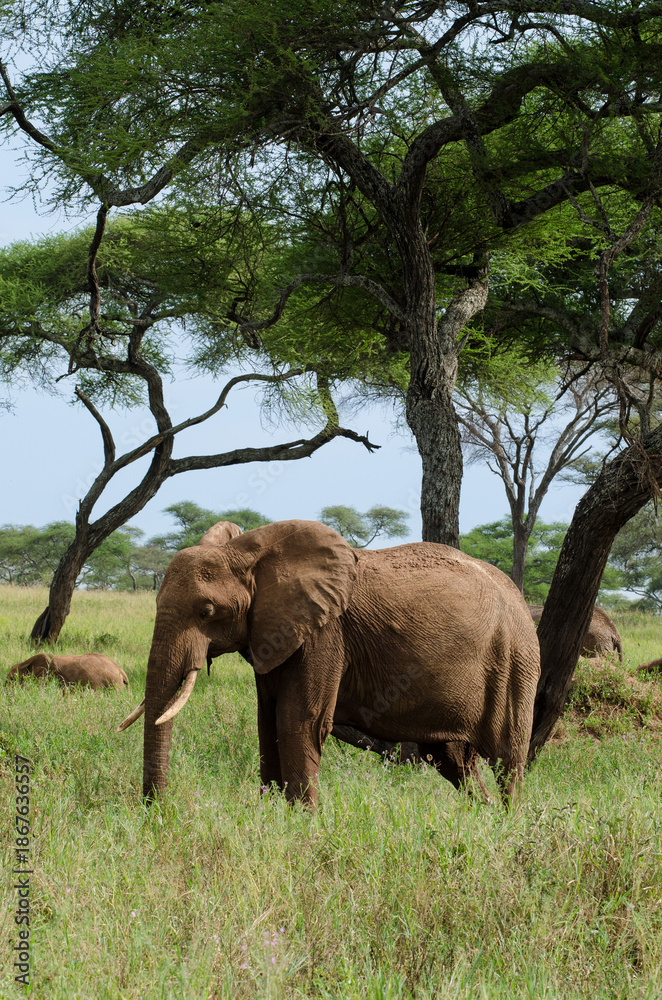 Fototapeta premium Eléphant d'Afrique