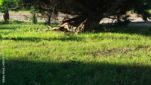 Grass in sunlight among shadows. Sunlight falls on the grass.