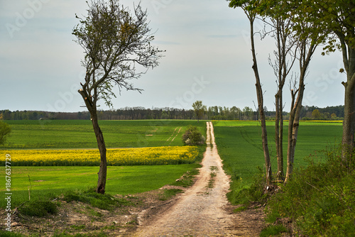Countryside landscape with gravel road and cultivated field during spring