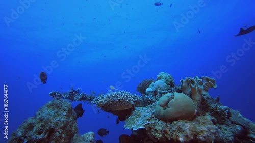 Wallpaper Mural Blue Water Background and Coral. Tropical colourful underwater seascape. Underwater fish garden reef. Reef coral scene. Coral garden seascape. Torontodigital.ca