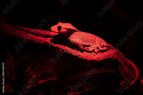 A closeup of the crested gecko or eyelash gecko, Correlophus ciliatus, red light night