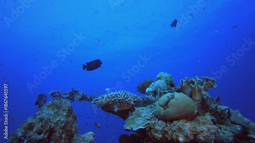 Wallpaper Mural Colourful Tropical Coral Reefs. Tropical colourful underwater seascape. Underwater fish garden reef. Reef coral scene. Coral garden seascape. Torontodigital.ca