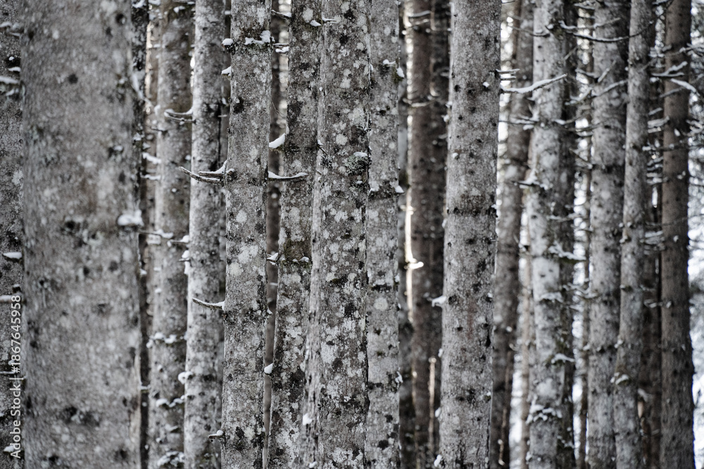 Obraz premium trees in a row in winter