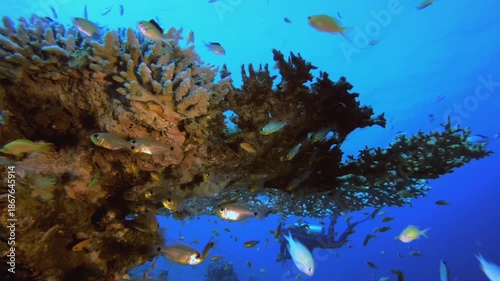 Wallpaper Mural Colourful Tropical Reef Scene. Underwater colourful sea fish. Tropical reef marine. Corals tropical life. Coral garden seascape. Blue water background. Torontodigital.ca